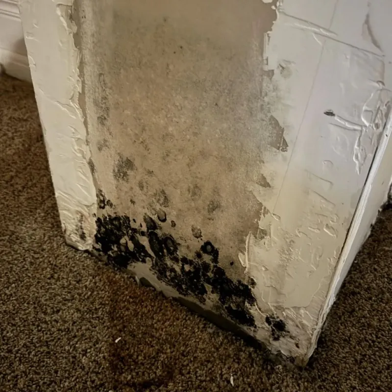 Professional Mold Removal in Fayetteville, NC